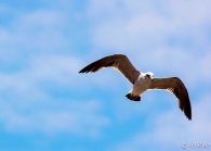 Peruvian Gull