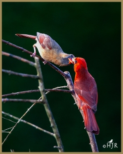 N. Cardinals (Fam.)