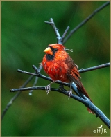 Northern Cardinal (M)