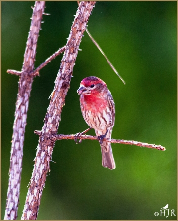 House Finch (M)