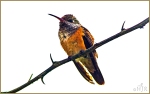 Set#202-a – Amazilia Hummingbird